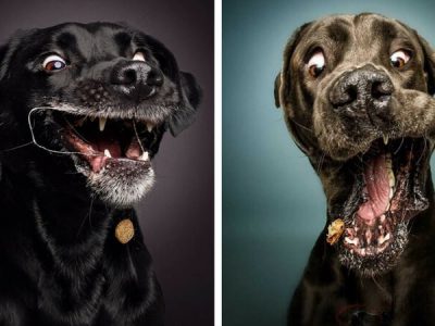 honden 2