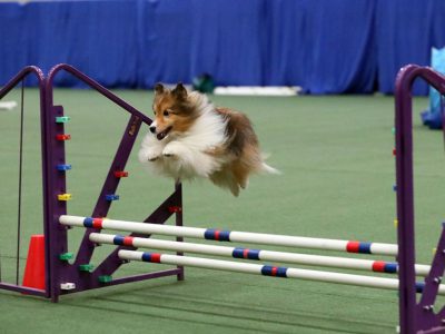 honden training