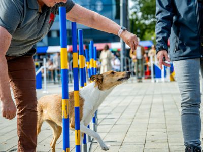 Dog Day Twente 2023-39