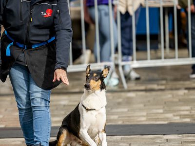 Zondagsmarkt Dog Day Twente 2024-1