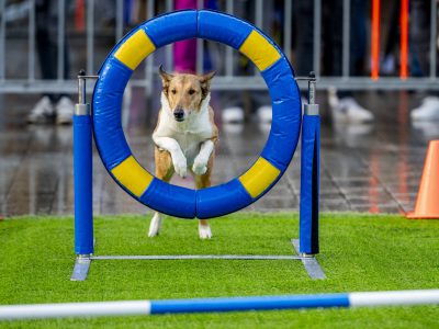 Zondagsmarkt Dog Day Twente 2024-18