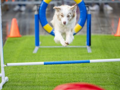 Zondagsmarkt Dog Day Twente 2024-20