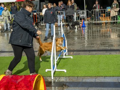 Zondagsmarkt Dog Day Twente 2024-21