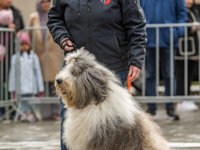 Zondagsmarkt Dog Day Twente 2024-33