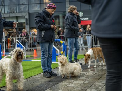 Zondagsmarkt Dog Day Twente 2024-34