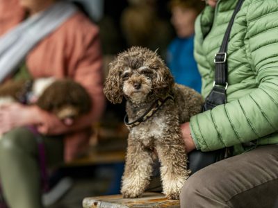 Zondagsmarkt Dog Day Twente 2024-47