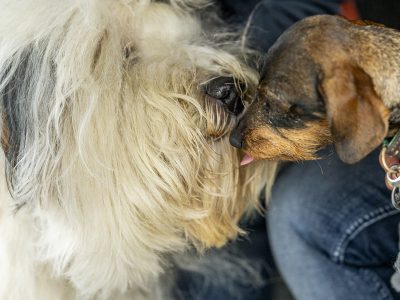 Zondagsmarkt Dog Day Twente 2024-51