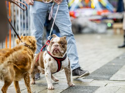 Zondagsmarkt Dog Day Twente 2024-55