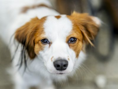 Zondagsmarkt Dog Day Twente 2024-58