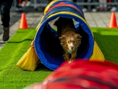 Zondagsmarkt Dog Day Twente 2024-65