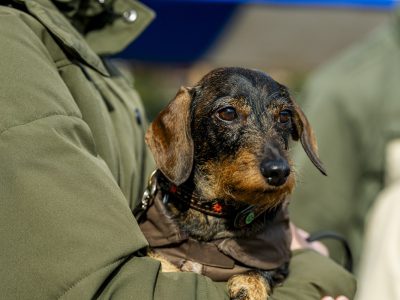 Zondagsmarkt Dog Day Twente 2024-69