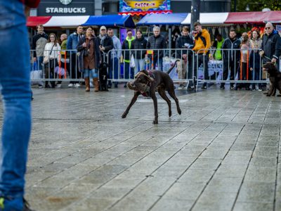 Zondagsmarkt Dog Day Twente 2024-87