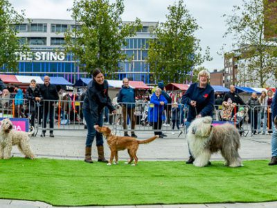 Zondagsmarkt Dog Day Twente 12 Oktober 2025-1