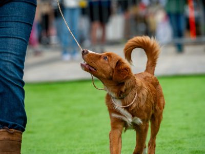 Zondagsmarkt Dog Day Twente 12 Oktober 2025-10