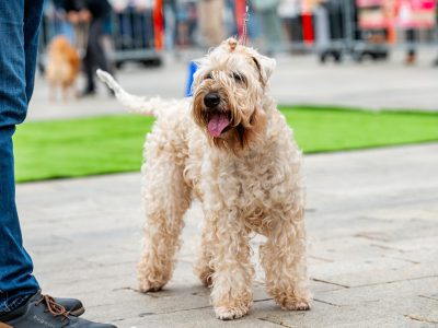 Zondagsmarkt Dog Day Twente 12 Oktober 2025-14