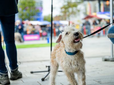 Zondagsmarkt Dog Day Twente 12 Oktober 2025-17