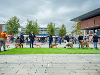 Zondagsmarkt Dog Day Twente 12 Oktober 2025-2