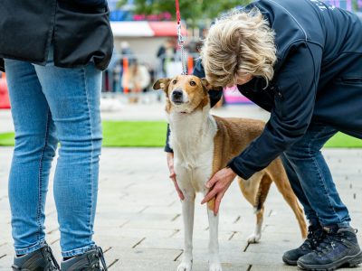 Zondagsmarkt Dog Day Twente 12 Oktober 2025-20