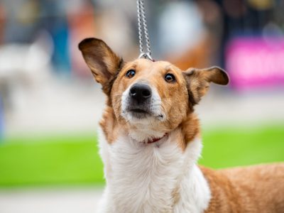 Zondagsmarkt Dog Day Twente 12 Oktober 2025-21