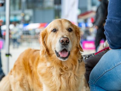 Zondagsmarkt Dog Day Twente 12 Oktober 2025-29