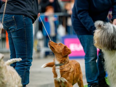 Zondagsmarkt Dog Day Twente 12 Oktober 2025-3
