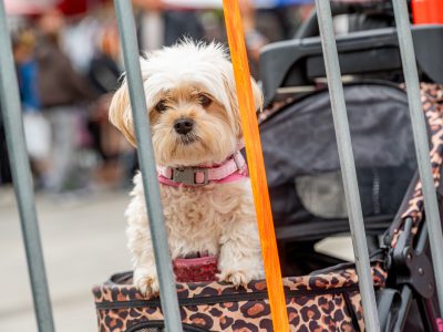 Zondagsmarkt Dog Day Twente 12 Oktober 2025-32