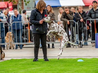 Zondagsmarkt Dog Day Twente 12 Oktober 2025-34