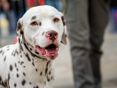 Zondagsmarkt Dog Day Twente 12 Oktober 2025-4