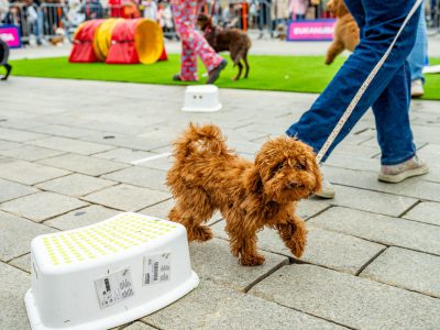 Zondagsmarkt Dog Day Twente 12 Oktober 2025-51