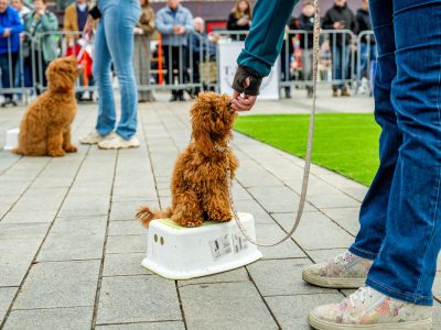 Zondagsmarkt Dog Day Twente 12 Oktober 2025-53