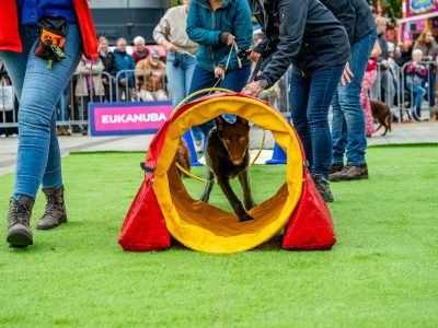 Zondagsmarkt Dog Day Twente 12 Oktober 2025-54