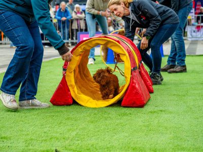 Zondagsmarkt Dog Day Twente 12 Oktober 2025-55