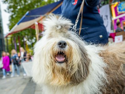 Zondagsmarkt Dog Day Twente 12 Oktober 2025-74