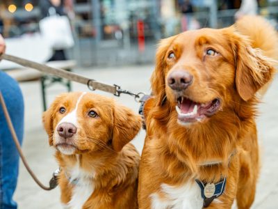Zondagsmarkt Dog Day Twente 12 Oktober 2025-75
