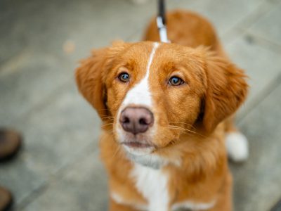 Zondagsmarkt Dog Day Twente 12 Oktober 2025-76