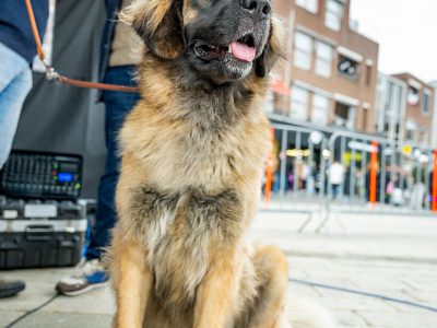 Zondagsmarkt Dog Day Twente 12 Oktober 2025-79