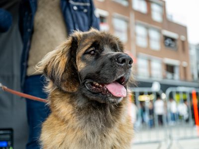 Zondagsmarkt Dog Day Twente 12 Oktober 2025-80