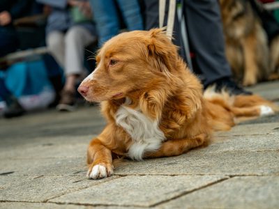 Zondagsmarkt Dog Day Twente 12 Oktober 2025-98